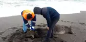 Ölü İnekler Karadeniz Sahiline Vurdu