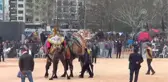 Biga Belediyesi 3. Deve Güreşleri