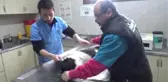 Gözünden Yaralanan Köpeğe Şefkat Eli
