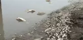 Suyu Boşaltılan Gölette Balıklar Telef Oldu