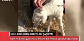 3 Kulaklı Kuzu Görenleri Şaşırttı