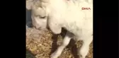 3 Kulaklı Kuzu Şaşırttı