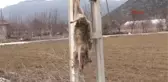 Burdur Tilkiyi Öldürüp Iple Direğe Astılar