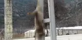 Burdur'da Tilkiyi Öldürüp İple Direğe Astılar