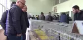 Manisa'ya Özgü Güvercinler Için Güzellik Yarışması