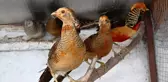 Evinin Bahçesinde Beslediği Kuşlarını Gören Hayran Kalıyor