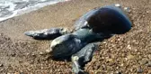 Erdek'te Sahilde Caretta Caretta Bulundu