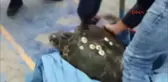 Erdek'te Sahilde Caretta Caretta Bulundu