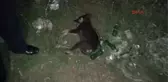 Muğla Mahalleli Kedi ve Köpeklerin Zehirlenerek Telef Edilmesine Tepki Gösterdi