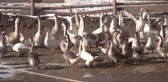 Kazları Için 3 Kilometrelik Kanal Açtı