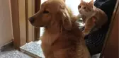 Kedi ve Köpeğin Dostluğu Görenleri Şaşırtıyor