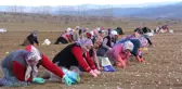 Beyaz Altın'ın Ekimi Başladı