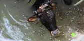 Kuyuya Düşen İnek İçin Seferber Oldular