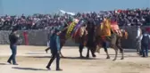 Çanakkale - Ayvacık'ta Develer Güreşti, Depremzedeler Moral Buldu