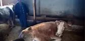 Erzincan'da Çift Başlı 8 Bacaklı Buzağı Doğdu