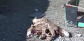 Erzincan'da Çift Başlı 8 Bacaklı Buzağı Doğdu