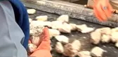 Ekmeklerini Taştan Çıkartan Kadınlar
