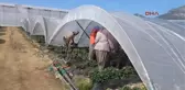 Mersin Serada Çalışan Kadınlara Güneş Kremi ve Eldiven
