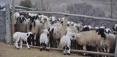 Koyun ve Kuzuların Duygusal Buluşması
