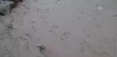 Sel Sularının Taşıdığı Odunları Toplamak Için Akdeniz'e Girdiler