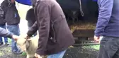 Üreticilere Damızlık Koç Desteği