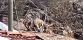 Yaban Keçileri Artık Insanlarla Iç Içe