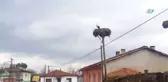 3 Yıl Önce Köylüler Tarafından Yapılan Yuvaya Yılın İlk Leyleği Kondu
