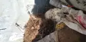 Antalya Kedi Köyündeki Ölümler Hayvanseverleri Karşı Karşıya Getirdi