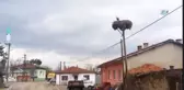 Yılın İlk Leyleği Kondu