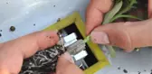 Üniversiteliler Fide Aşılama Makinesi Üretti