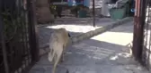 Zehirlenen Tarçın İsimli Köpek Öldü