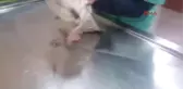 Gagasına Olta Takılan Martı Tedavi Edildi