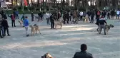 Hollanda'ya Kangal Köpekli Tepki