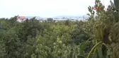 Antalya Avokado Üreticinin Yüzünü Güldürdü