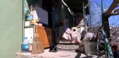 Kekik Sanıp Mangalda Pişirdiği Bonzai Öldürdü