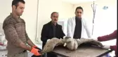 Yaralı Kızıl Akbaba Tedavi Altına Alındı