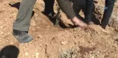Medaş Personelinden Ağaçlandırmaya Destek