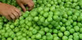 Eriğin Kilogramı 30 Liraya Geriledi