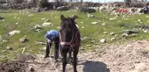 Manisa Ekmeğini Karasabanla Çıkarıyor