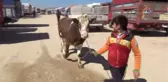 Et Fiyatlarına Müdahale Edileceği Haberlerinin Canlı Hayvan Pazarlarına Yansıması-...