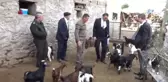 Honamlı Tekesi ile Keçilerde Verimliliğin Arttırılması' Projesi Başarıya Ulaştı