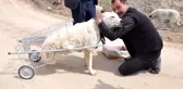 Ayaklarını Kullanamayan Köpek Pazar Arabasıyla Hayata Tutundu