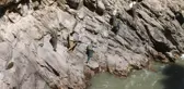 Pancar Toplamak İçin Hayatlarını Riske Atıyorlar