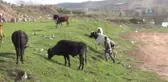 Sur'un Fedakar Çocukları