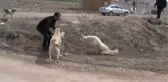 Yürüyemeyen Köpeğe Pazar Arabasından Yürüteç