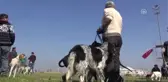 Incirliova'da Av Köpekleri Yarıştı - Aydın
