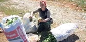 Birçok Faydası Bulunan 'Gulik Otu' Kadınların Ekmek Kapısı Oldu