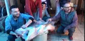 6 Saatlik Uğraşın Ardından 4 Metrelik Köpekbalığı Yakalandı