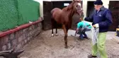 Güzel Atlar Ülkesi