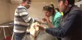 Yaralı Tepeli Pelikan Tedavi Altına Alındı